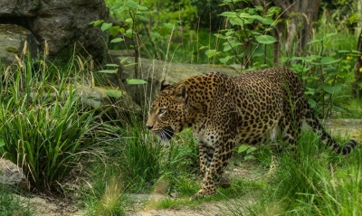 Леопард трава животное