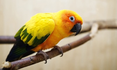 птица животное природа ветка желтый попугай