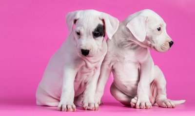 белые собаки щенки животные розовый фон