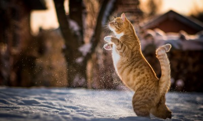 природа кот рыжий снег зима