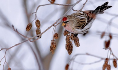 ветка птица животное зима природа