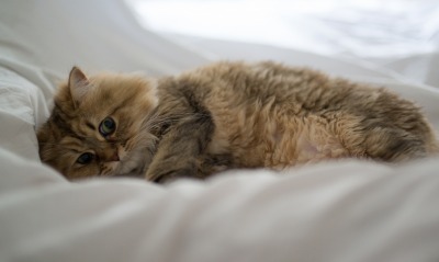 кот животное котенок постель