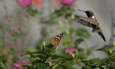 колибри бабочка