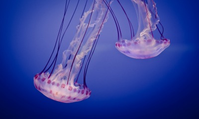 природа животные медузы