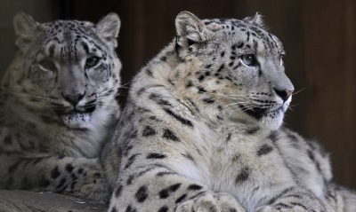 животные снежный леопард