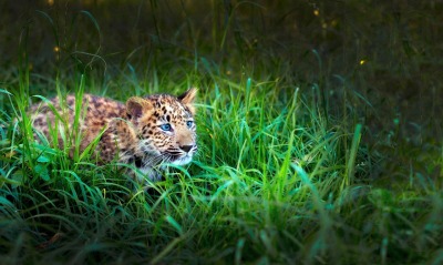 Леопард хищник трава животное