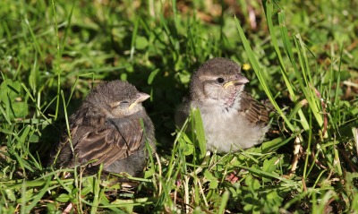природа птицы животные птенцы трава