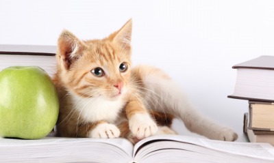 Кот рыжий животное яблоко книги