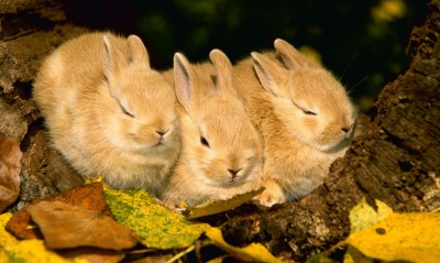 животные природа кролики белые осень листья