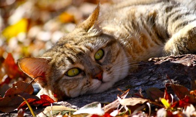 Кот осень дерево