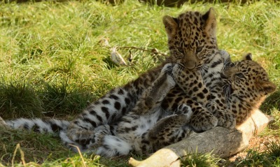 леопарды детеныши животные природа трава