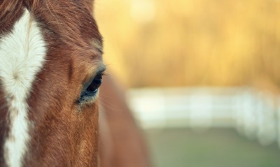 лошадь лицо животное природа