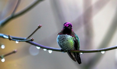 природа птица ветка капли колибри