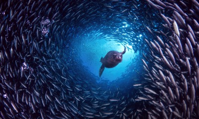 рыбы океан животные природа Галапагосские острова Эквадор