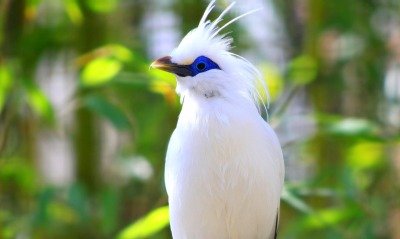 природа птица белая животное