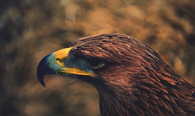 природа птицы животные орел