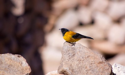 природа птица камни