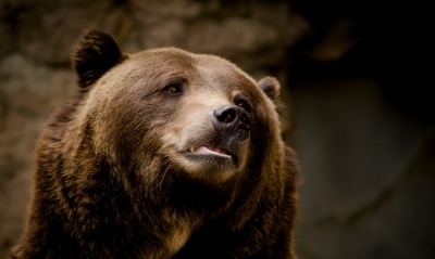 природа животные медведь