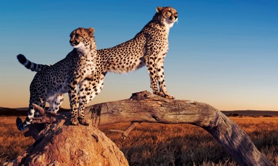 природа животные Гепарды камни трава дерево горизонт