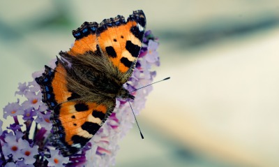 природа бабочка макро животные насекомое