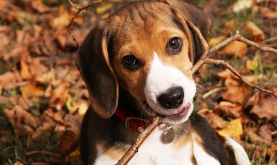 природа собака животные ветка листья