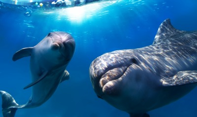 природа животные дельфины море