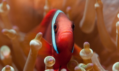 природа рыба клоун актинии