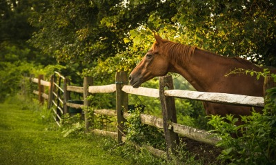 природа лошадь забор трава деревья
