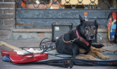 природа собака животное гитара