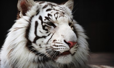 природа животные белый тигр