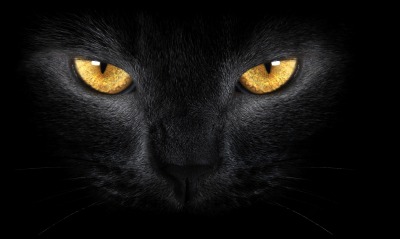 Черный кот глаза морда