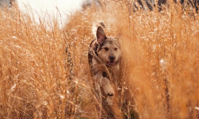 животные собака трава природа