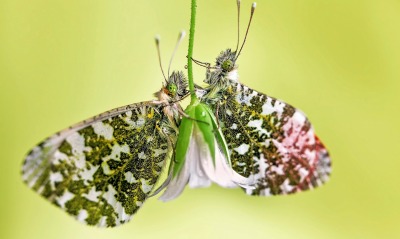 природа бабочки цветы насекомые животные макро