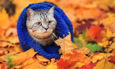 природа животные кот осень листья