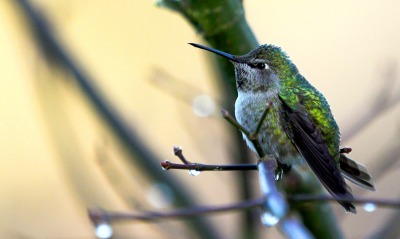 птица природа ветка колибри