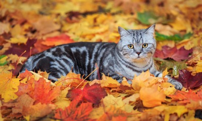 природа серый кот животное листья осень