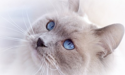 серый кот голова синие глаза
