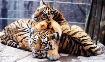природа животные тигры