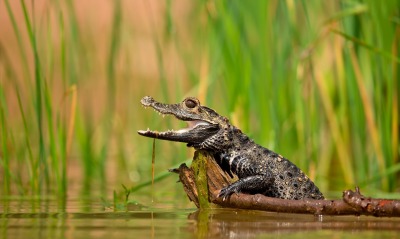 природа крокодил животное море ветка