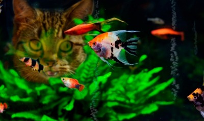 природа аквариум рыбы кот