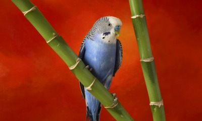 природа животные синий волнистый попугай