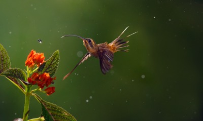природа животные птицы колибри цветы