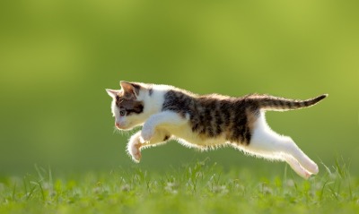 природа животное котенок лето трава
