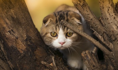 природа кот дерево животное морда