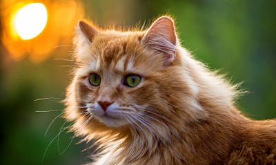 рыжий кот природа морда животное