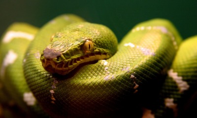 природа зеленая змея животное