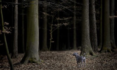 природа животные собака деревья лес