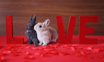 природа животные кролики любовь