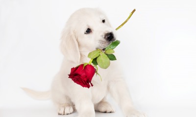 природа животные белый щенок цветы роза