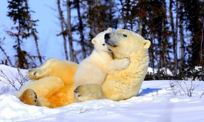 природа животные белые медведи снег лес